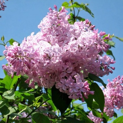 Сирень БУФФОН в Барановичах