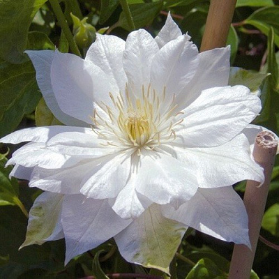 Клематис ДАЧЕСС ОФ ЭДИНБУРГ в Барановичах