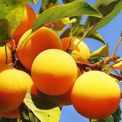 Слива МЕДОВАЯ ЖЁЛТАЯ в Барановичах