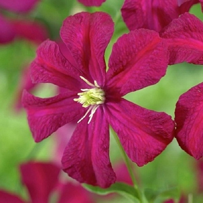 Клематис МАДАМ ДЖУЛИЯ КОРРЕВОН в Барановичах