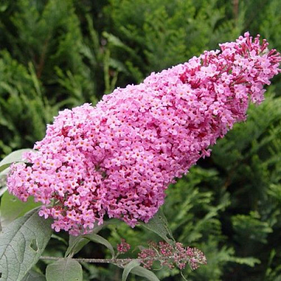 Буддлея давида ПИНК ДЕЛАЙТ в Барановичах