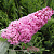 Буддлея давида ПИНК ДЕЛАЙТ в Барановичах