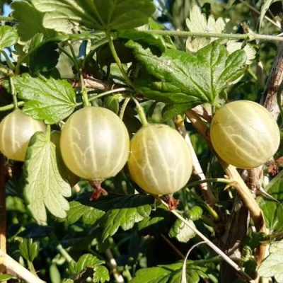 Крыжовник БЕЛОРУCСКИЙ САХАРНЫЙ 2 в Барановичах