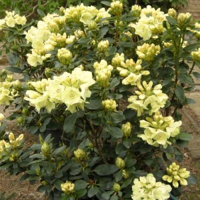 Рододендрон ГОЛДКРОН в Барановичах