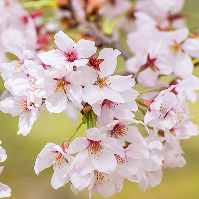 Сакура КОЙО НО МАЙ в Барановичах