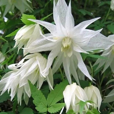 Княжик АЛЬБИНА ПЛЕНА белый махровый в Барановичах