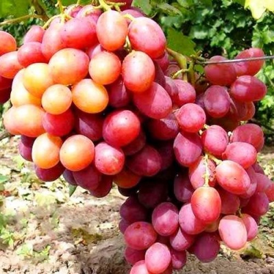 Виноград АНЮТА в Барановичах