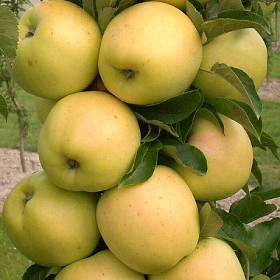 Яблоня колонновидная в Барановичах