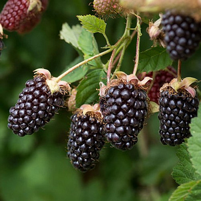 Ежемалина БОЙСЕНБЕРРИ в Барановичах