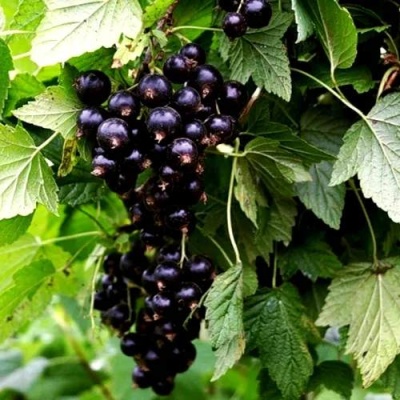 Смородина чёрная БЕЛОРУССКАЯ СЛАДКАЯ в Барановичах