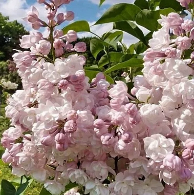 Сирень КРАСАВИЦА МОСКВЫ (привитая) в Барановичах