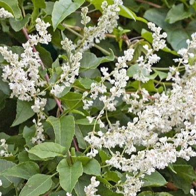 Фаллопия АУБЕРТА в Барановичах