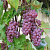 Виноград КИШМИШ СОМЕРСЕТ СИДЛИС в Барановичах