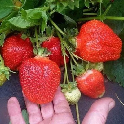 Клубника АЗИЯ в Барановичах