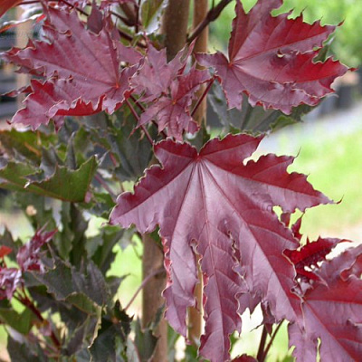 Клен КРИМСОН СЕНТРИ остролистный в Барановичах