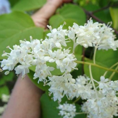 Сирень АМУРСКАЯ в Барановичах