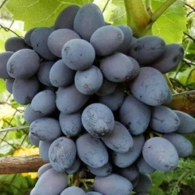 Черный виноград в Барановичах