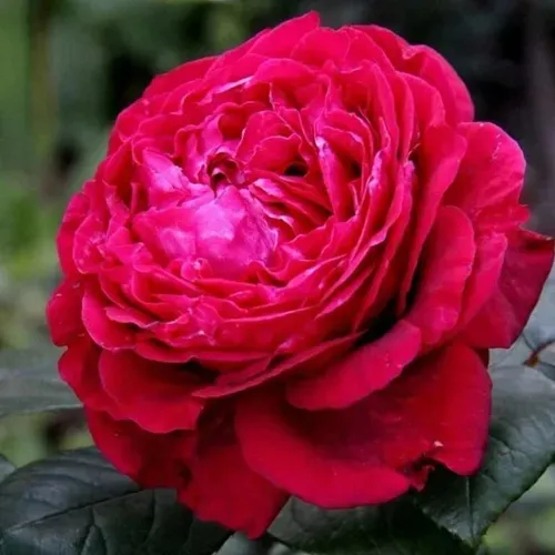 Роза 4 ВЕТРОВ флорибунда  в Барановичах
