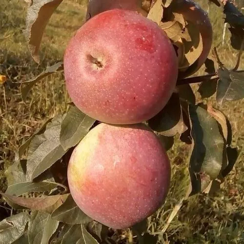 Яблоня АКСАМИТ в Барановичах