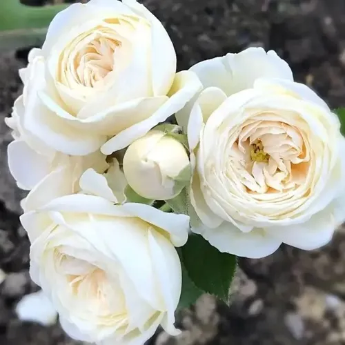 Роза АРТЕМИС шраб в Барановичах