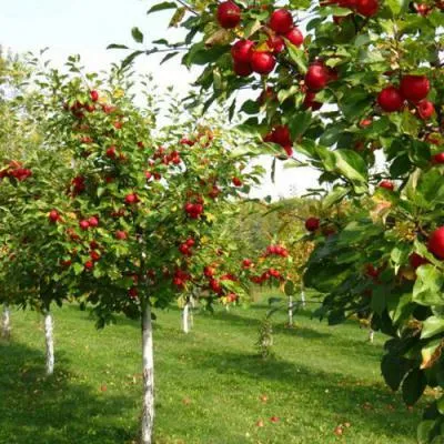 Плодовые деревья в Барановичах