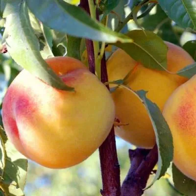 Колонновидные персики в Барановичах