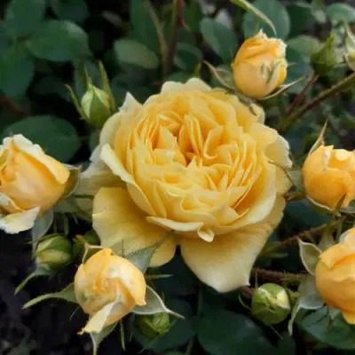 Роза флорибунда в Барановичах
