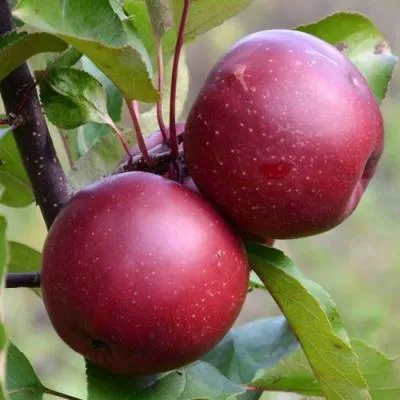 Яблоня красномясая в Барановичах